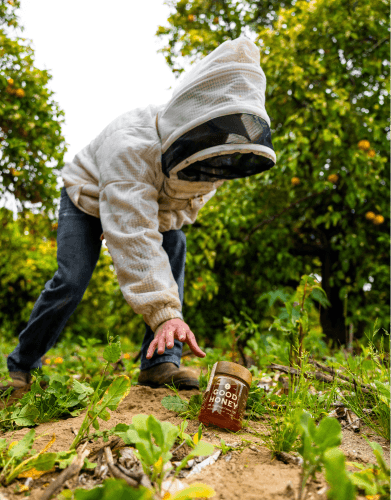 A beekeeper in a white protective suit reaches for a jar of "GOOD HONEY" on the ground amidst green plants and orange trees.