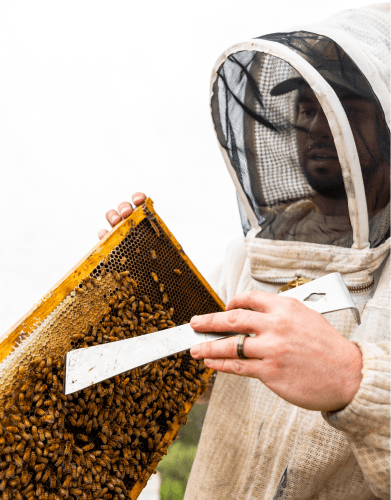 A beekeeper in a protective suit and mesh hood carefully inspects a honeycomb frame teeming with bees, using a metal hive tool.